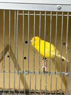 Goed zingende kanarie mannen, Mannelijk, Kleurkanarie