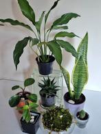 Kamerplanten en cactus,vetplant, Huis en Inrichting, Ophalen, Cactus, Volle zon, Minder dan 100 cm