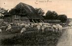 schaapen bij de Kooi, Drenthe, Verzenden, Voor 1920, Gelopen