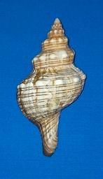 Pleuroploca trapezium, Ophalen of Verzenden, Schelp(en)