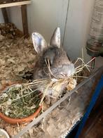 Super tamme en lieve Dwergkonijn voedster wildkleur 2 jaar, Dieren en Toebehoren, Konijnen, Vrouwelijk, Dwerg, 0 tot 2 jaar