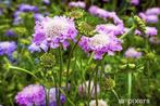 Bio zaden Duifkruid - Scabiosa columbaria | Inheems, Verzenden, Voorjaar, Halfschaduw, Zaad
