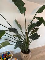Strelitzia Nicolai - Paradijsvogelplant 2,5m, Ophalen, 200 cm of meer, Overige soorten, Halfschaduw