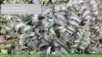 Japanse regenboog varen Athyrium nip. Metallicum, Ophalen of Verzenden, Zomer, Overige soorten, Halfschaduw