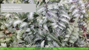 Japanse regenboog varen Athyrium nip. Metallicum beschikbaar voor biedingen