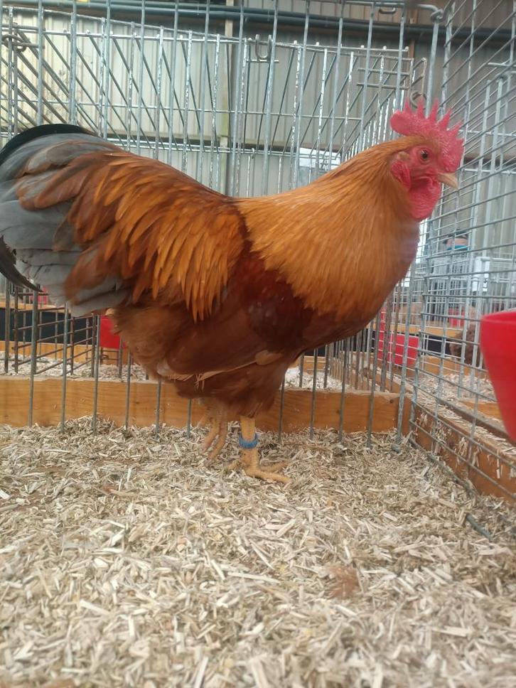 pluimvee, Dieren en Toebehoren, Pluimvee, Kip, Vrouwelijk