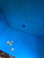 Quarantaine bak vijvervissen, Dieren en Toebehoren, Karper of Koi