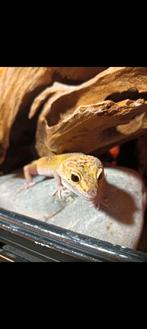 Luipaardgekko vrouw het Tremper, Dieren en Toebehoren, Reptielen en Amfibieën, Hagedis, Tam, 3 tot 6 jaar