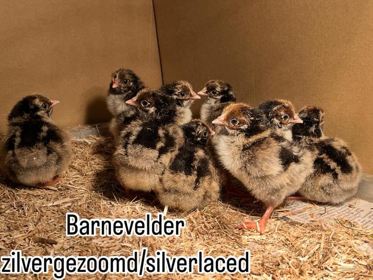Barnevelder Zilvergezoomd kuiken van 21 oktober. Laatste 2!, Dieren en Toebehoren, Pluimvee, Kip, Geslacht onbekend