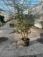 Te koop mooie meerstammige kurkeiken, Overige soorten, Lente, 100 tot 250 cm, Ophalen