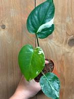 Monstera deliciosa variegata plant albo white wit mint large, Ophalen of Verzenden, Halfschaduw, Minder dan 100 cm
