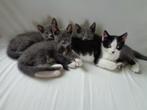 Lieve kittens te koop, Dieren en Toebehoren, Katten en Kittens | Overige Katten, Meerdere dieren, Kortharig, 0 tot 2 jaar