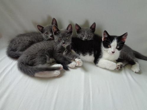 Lieve kittens te koop, Dieren en Toebehoren, Katten en Kittens | Overige Katten, Kortharig, Meerdere dieren, 0 tot 2 jaar