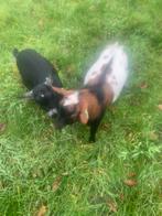 Mooie hoornloze dwergbok, Dieren en Toebehoren, Mannelijk