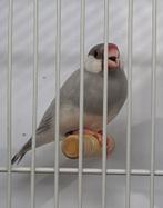 Rijstvogel pop opaal van 2023, Dieren en Toebehoren, Vrouwelijk, Tropenvogel, Geringd