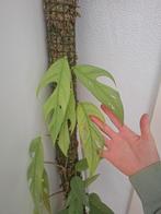 Cebu blue op mospaal, Huis en Inrichting, Kamerplanten, Ophalen, Volle zon, 150 tot 200 cm