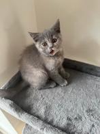 Britse korthaar kittens, Dieren en Toebehoren, Katten en Kittens | Raskatten | Korthaar, Gechipt
