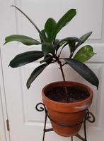 Ficus in terracotta pot 55 cm inclusief pot, Ophalen, Ficus, In pot, Minder dan 100 cm