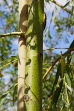 Salix sepulcralis 'Chrysocoma' Gele treurwilg, Overige soorten, Volle zon, Vaste plant, Ophalen of Verzenden