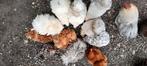 Broedeieren cochin kriel glad/krulveer gemengde kleuren, Dieren en Toebehoren, Pluimvee, Geslacht onbekend, Kip