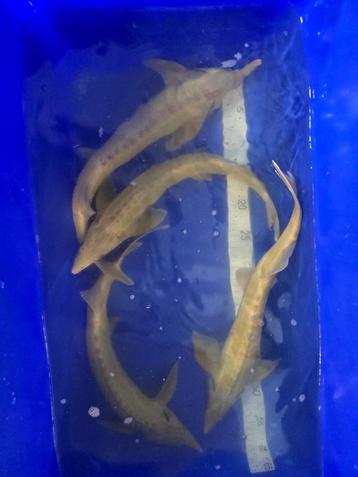 Albino blauwoog 45-50cm beschikbaar voor biedingen