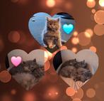 Grijze Kittens Ragdoll x Noorse Boskat, Dieren en Toebehoren, Katten en Kittens | Raskatten | Langhaar, Meerdere dieren, Ontwormd