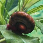 Posthoornslakken 50 voor €10 verzenden mogelijk., Dieren en Toebehoren, Reptielen en Amfibieën, Schildpad, 0 tot 2 jaar