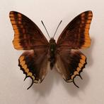 Charaxes jasius - Pasja, Ophalen of Verzenden, Zo goed als nieuw, Beeldje of Figuurtje