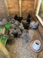 Brahma en cochin kriel te koop, Dieren en Toebehoren, Vrouwelijk, Kip