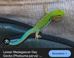 GEZOCHT! Phelsuma Parva vrouw, Dieren en Toebehoren, Hagedis, 0 tot 2 jaar