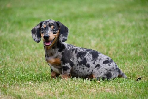 Gladharige Teckel pups te koop - Dwerg, Dieren en Toebehoren, Honden | Teckels en Dashonden, Meerdere dieren, Korthaar, Dwerg