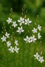 Prachtkaars (Gaura Lindheimeri  the Bride), Ophalen, Zomer, Vaste plant, Overige soorten