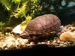 Muskusschildpad inclusief aqua-terrarium en toebehoren, Schildpad, Met terrarium, 7 tot 10 jaar