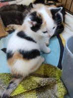 Lief poesje 😻, Dieren en Toebehoren, Katten en Kittens | Overige Katten, Poes