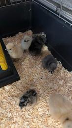100% usa zijdehoen kuikens, Dieren en Toebehoren, Pluimvee, Geslacht onbekend, Kip