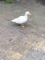 3 jonge eenden kwakers, Dieren en Toebehoren, Pluimvee, Geslacht onbekend, Eend