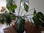 Monsteras, Tuin en Terras, Planten | Tuinplanten, Overige soorten, Vaste plant, Ophalen of Verzenden, Volledige schaduw