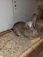 Raszuivere vlaamse reus, Dieren en Toebehoren, Konijnen, Mannelijk, Groot