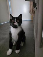 Felix kitten, 0 tot 2 jaar