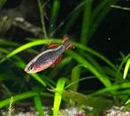 Rasbora galaxy, Dieren en Toebehoren, Vis