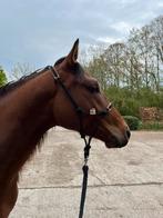 Tweejarige Arabisch partbred ruin, Dieren en Toebehoren, Minder dan 160 cm, Gechipt, Ruin, 0 tot 2 jaar