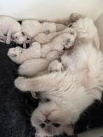 Aanhankelijk Ragdoll x Nebelung poesje kitten beschikbaar, Meerdere dieren, Gechipt, 0 tot 2 jaar