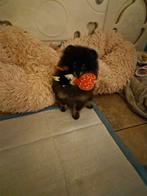 Pomeriaan pups met stamboom, 15 weken tot 1 jaar, Meerdere, Meerdere dieren, Nederland