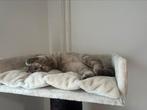 Britse korthaar gold kater, Kater, Gechipt, 0 tot 2 jaar