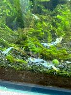 Neocaridina White Pearl "Snowball" garnalen, Dieren en Toebehoren, Kreeft, Krab of Garnaal, Zoetwatervis
