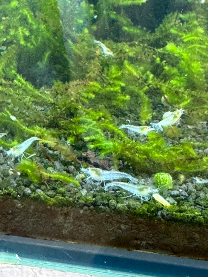 Neocaridina White Pearl "Snowball" garnalen, Dieren en Toebehoren, Vissen | Aquariumvissen, Zoetwatervis, Kreeft, Krab of Garnaal