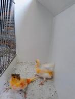 Koppel Harlekijn kanaries, Dieren en Toebehoren, Meerdere dieren, Postuurkanarie