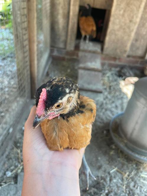 2 mooie en lieve vorwerk kriel haantjes van 7 weken oud., Dieren en Toebehoren, Pluimvee, Kip, Mannelijk
