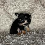 Chihuahua pup reutje (tri-color), Dieren en Toebehoren, Particulier, 8 tot 15 weken, Parvo, Reu