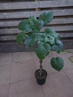 Ficus umbellata gevlochten stam 120 cm ,, Ophalen, Ficus, Halfschaduw, 100 tot 150 cm